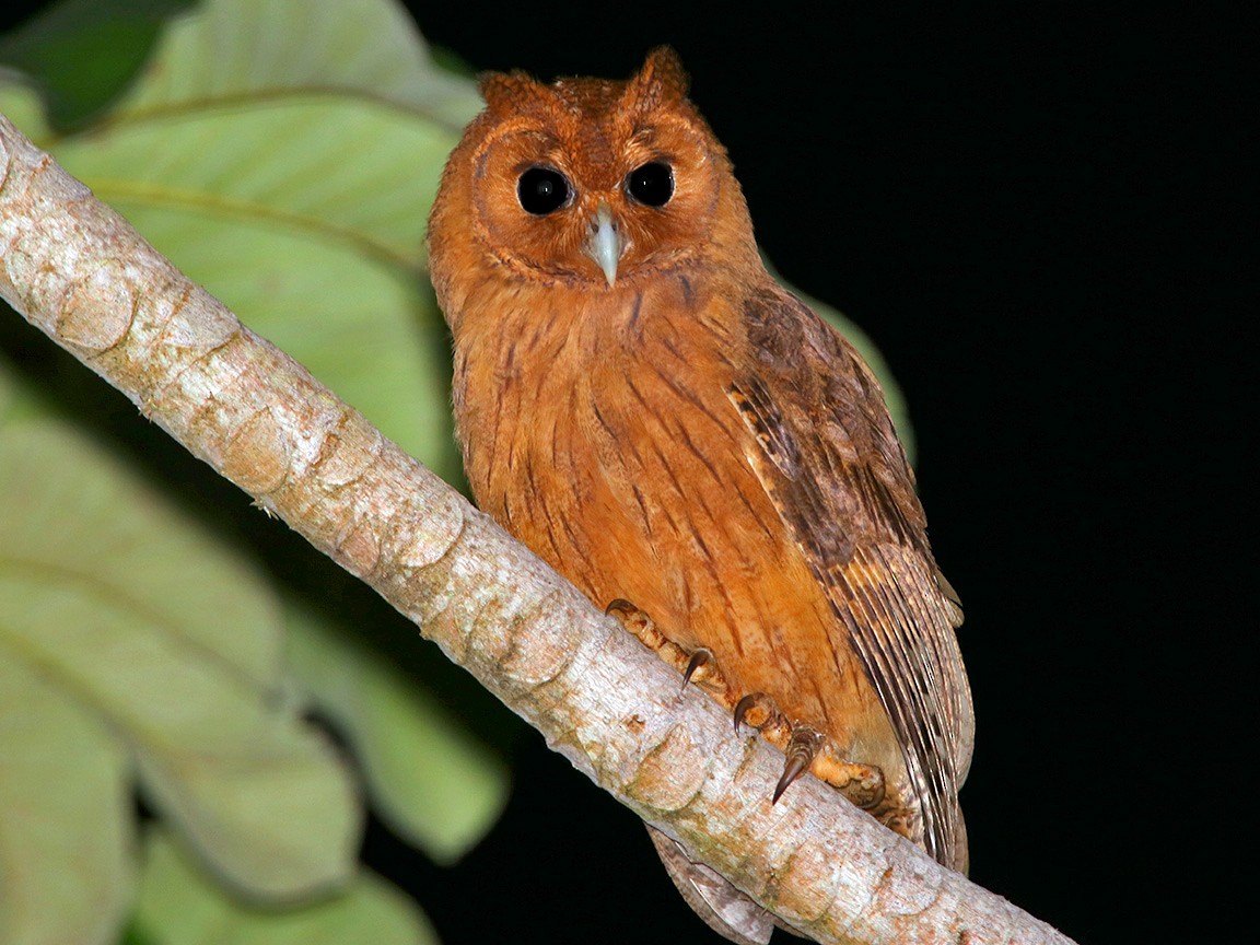 Jamaican Owl - Tim Avery