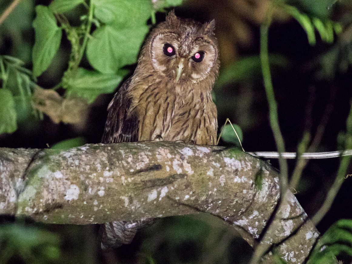 Jamaican Owl - Tom Johnson