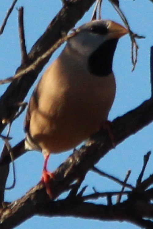 Long-tailed Finch - Magen Pettit