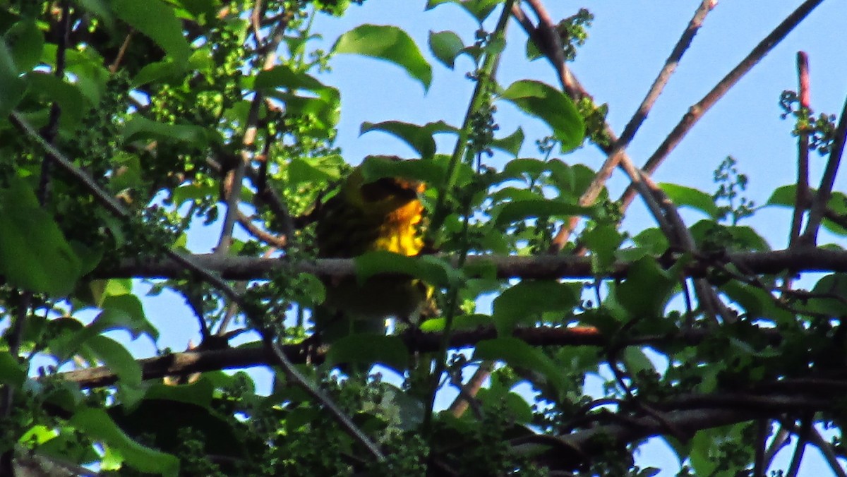 Cape May Warbler - ML98810041