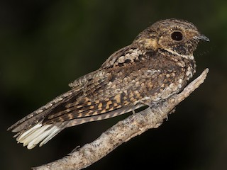  - Puerto Rican Nightjar