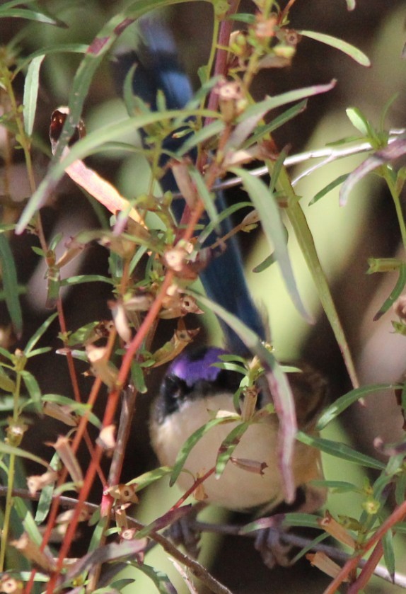 Purple-crowned Fairywren - Magen Pettit