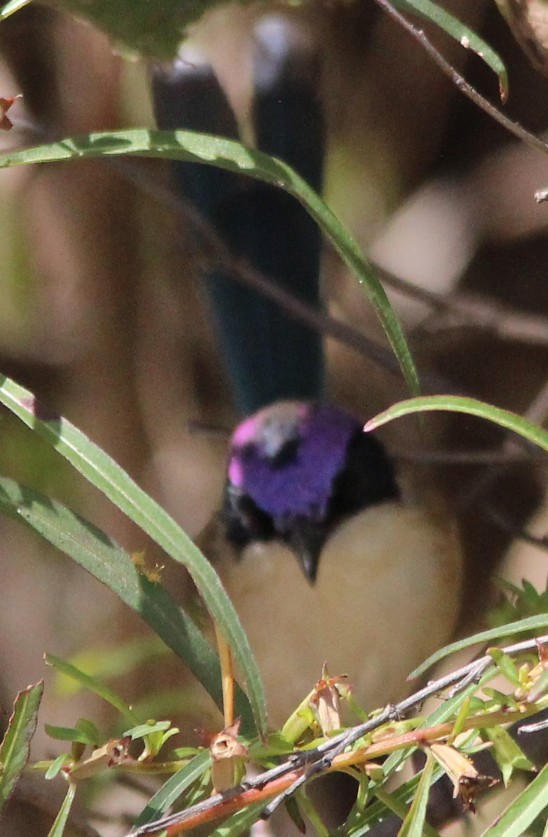 Purple-crowned Fairywren - Magen Pettit