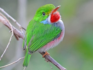  - Cuban Tody