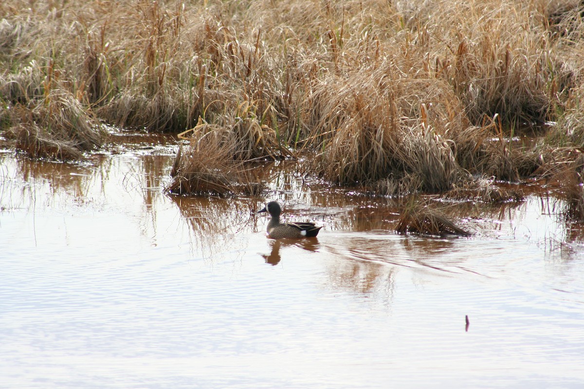 Blue-winged Teal - ML98811621