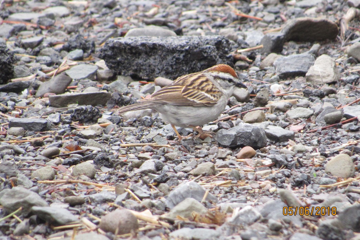Chipping Sparrow - ML98812061