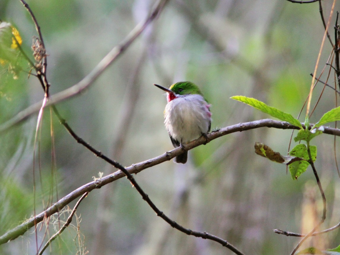 Narrow-billed Tody - eBird