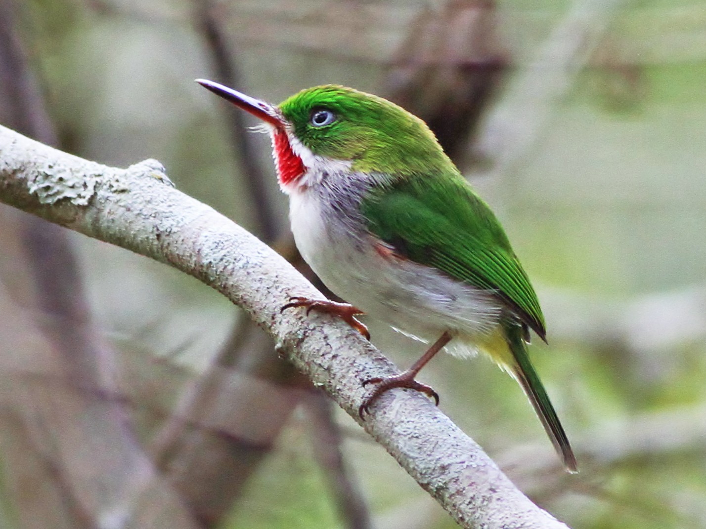 Narrow-billed Tody - eBird