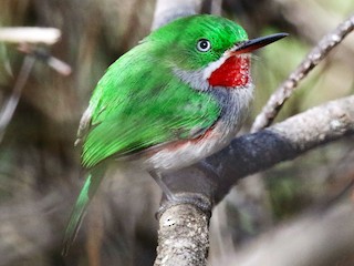  - Narrow-billed Tody