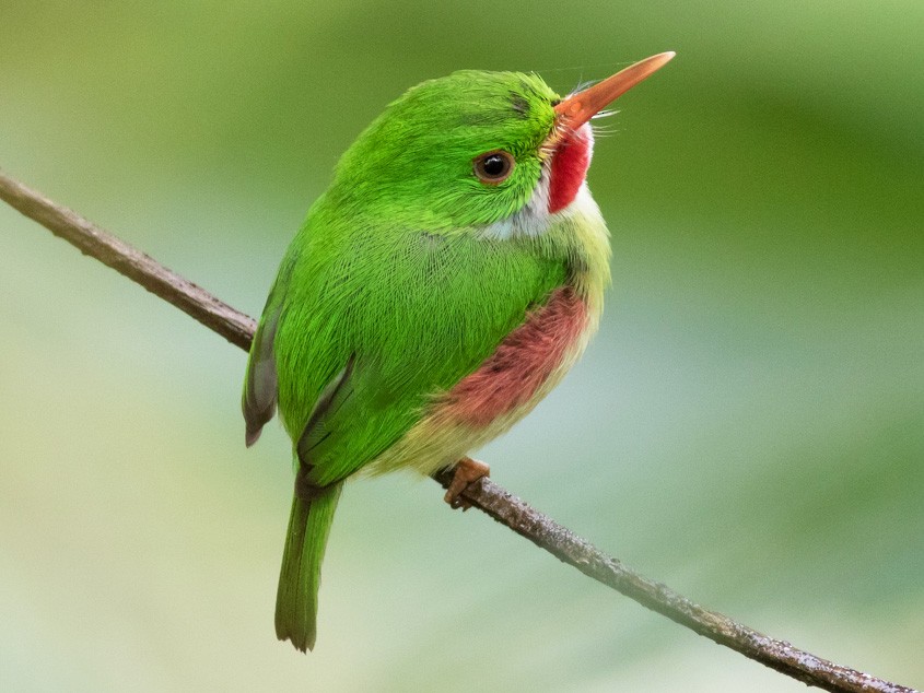 Jamaican Birds