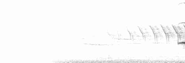 Дрізд-короткодзьоб плямистоволий - ML98814