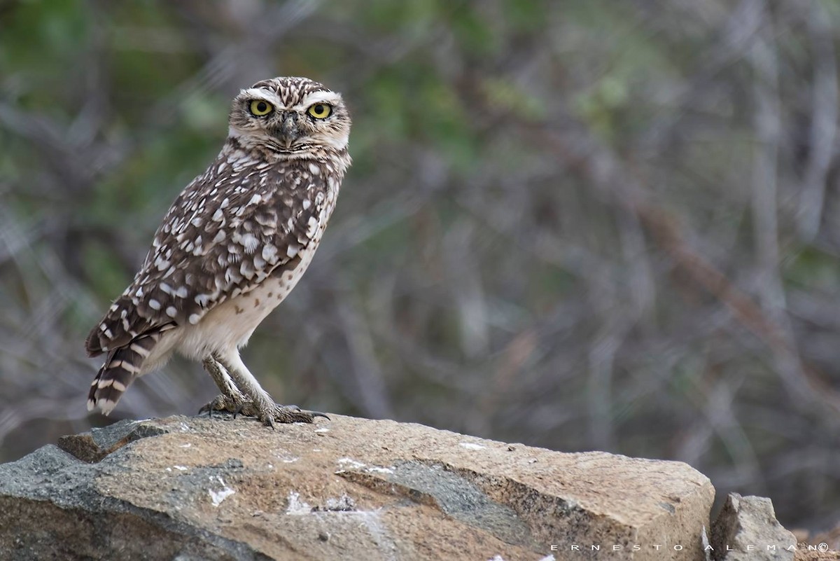 Burrowing Owl - ML98814401