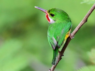 プエルトリココビトドリ - eBird