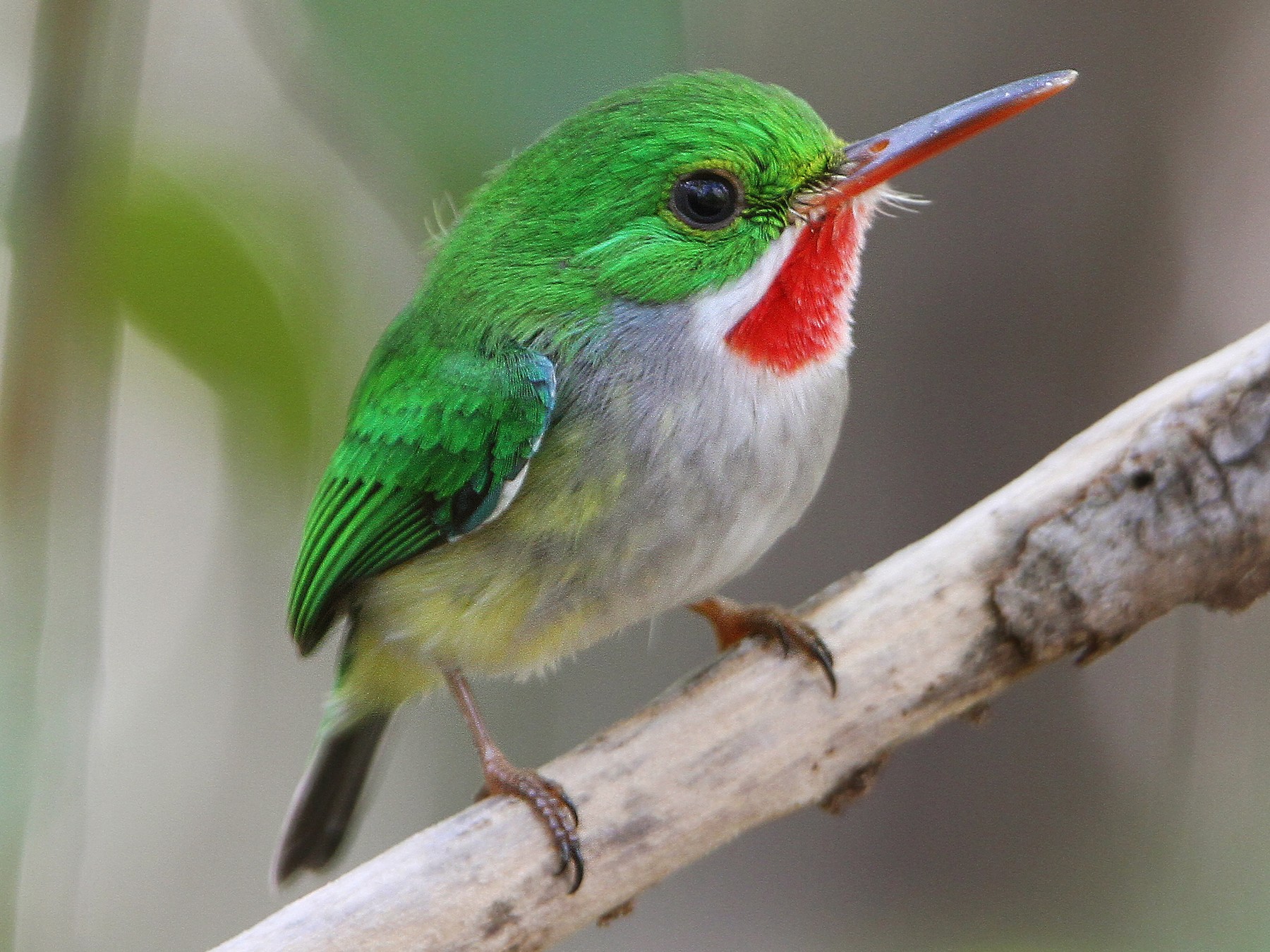 Puerto Rican Tody - Christoph Moning