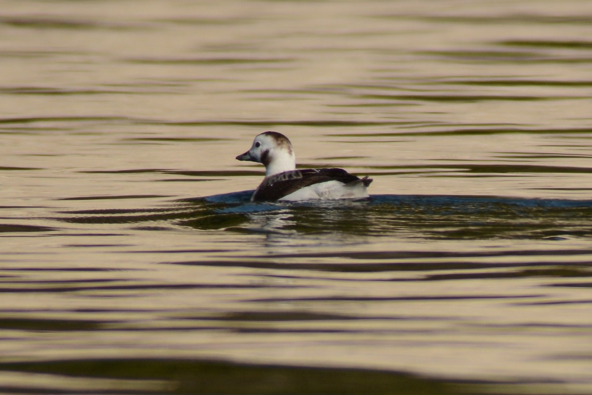 Long-tailed Duck - ML98815131