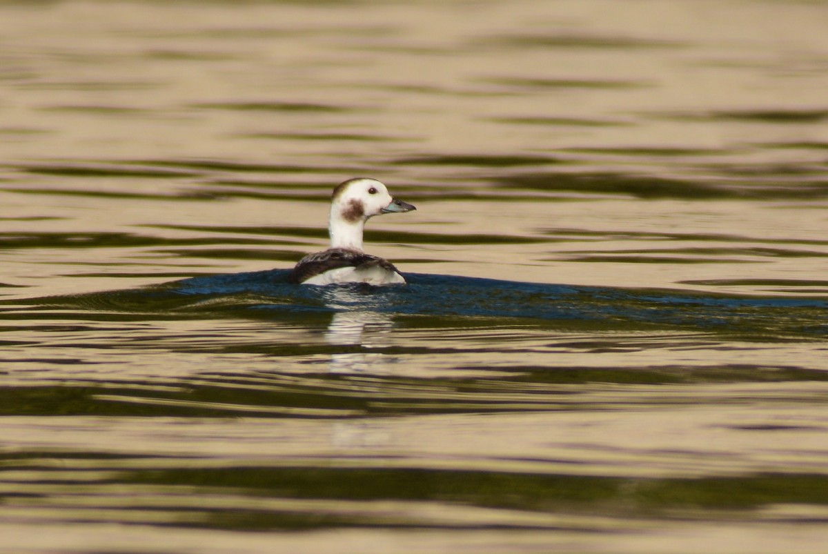 Long-tailed Duck - Catherine McLean