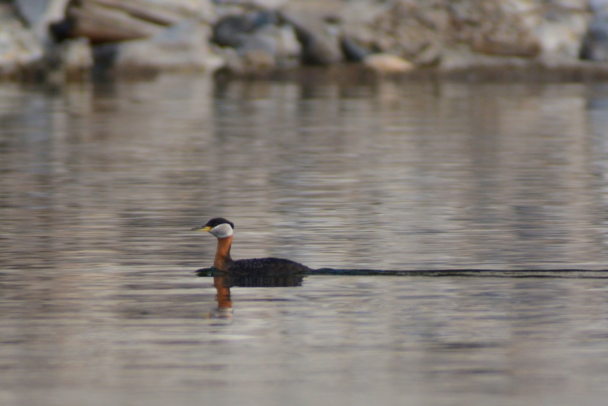 Red-necked Grebe - ML98815291