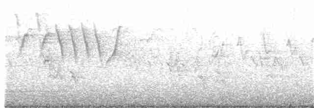 Paruline vermivore - ML98815561