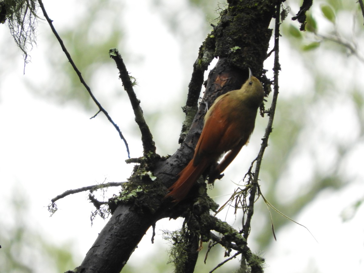 Olivaceous Woodcreeper - Silvia Enggist