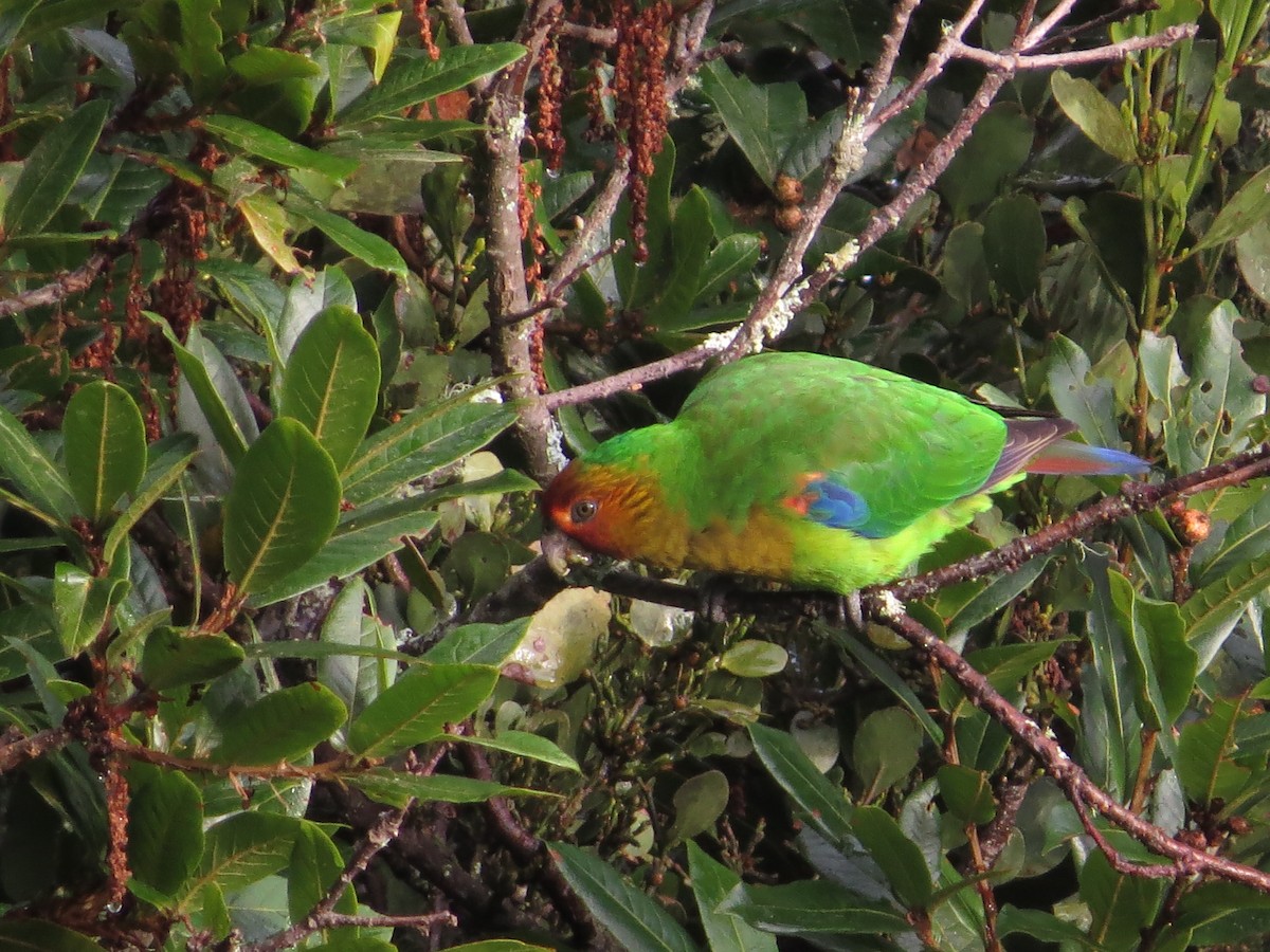 Rusty-faced Parrot - ML98816441