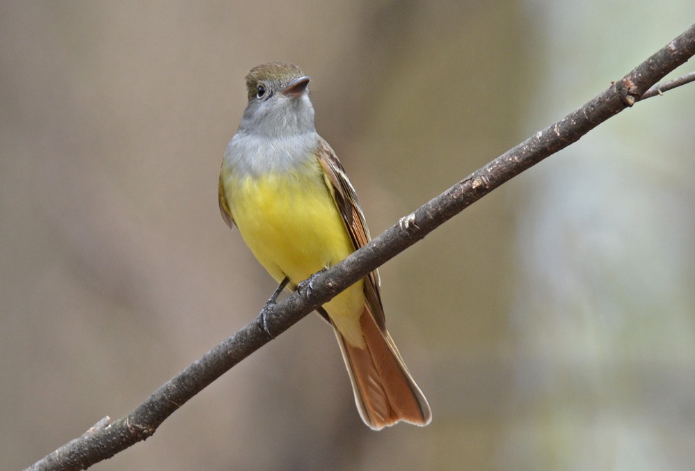 Great Crested Flycatcher - Dick Horsey