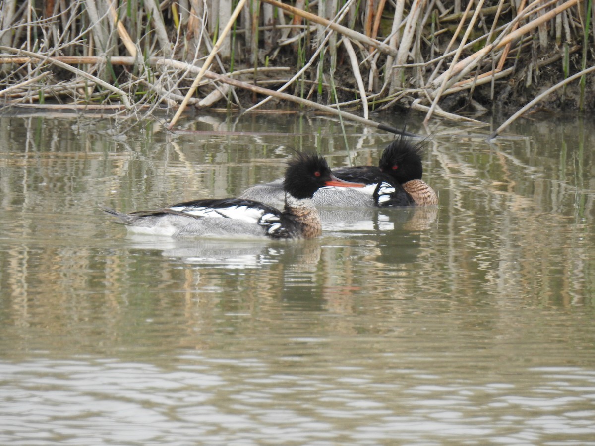 Red-breasted Merganser - Connie Misket