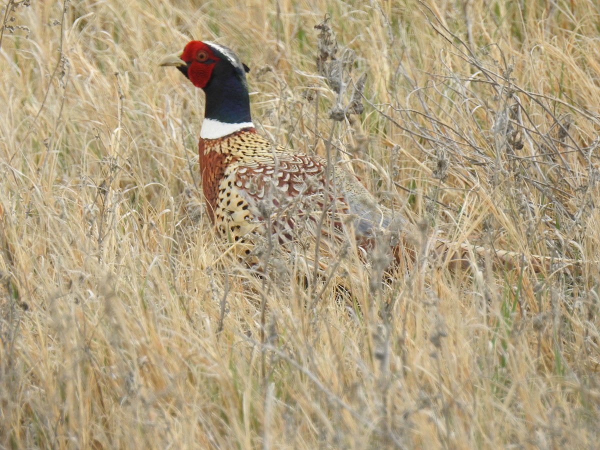 Ring-necked Pheasant - Connie Misket