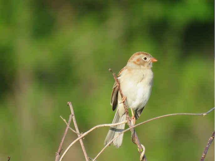 Field Sparrow - Mark Vaughan