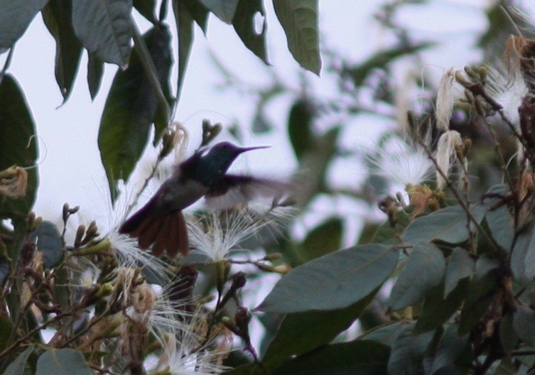 Snowy-bellied Hummingbird - ML98818571