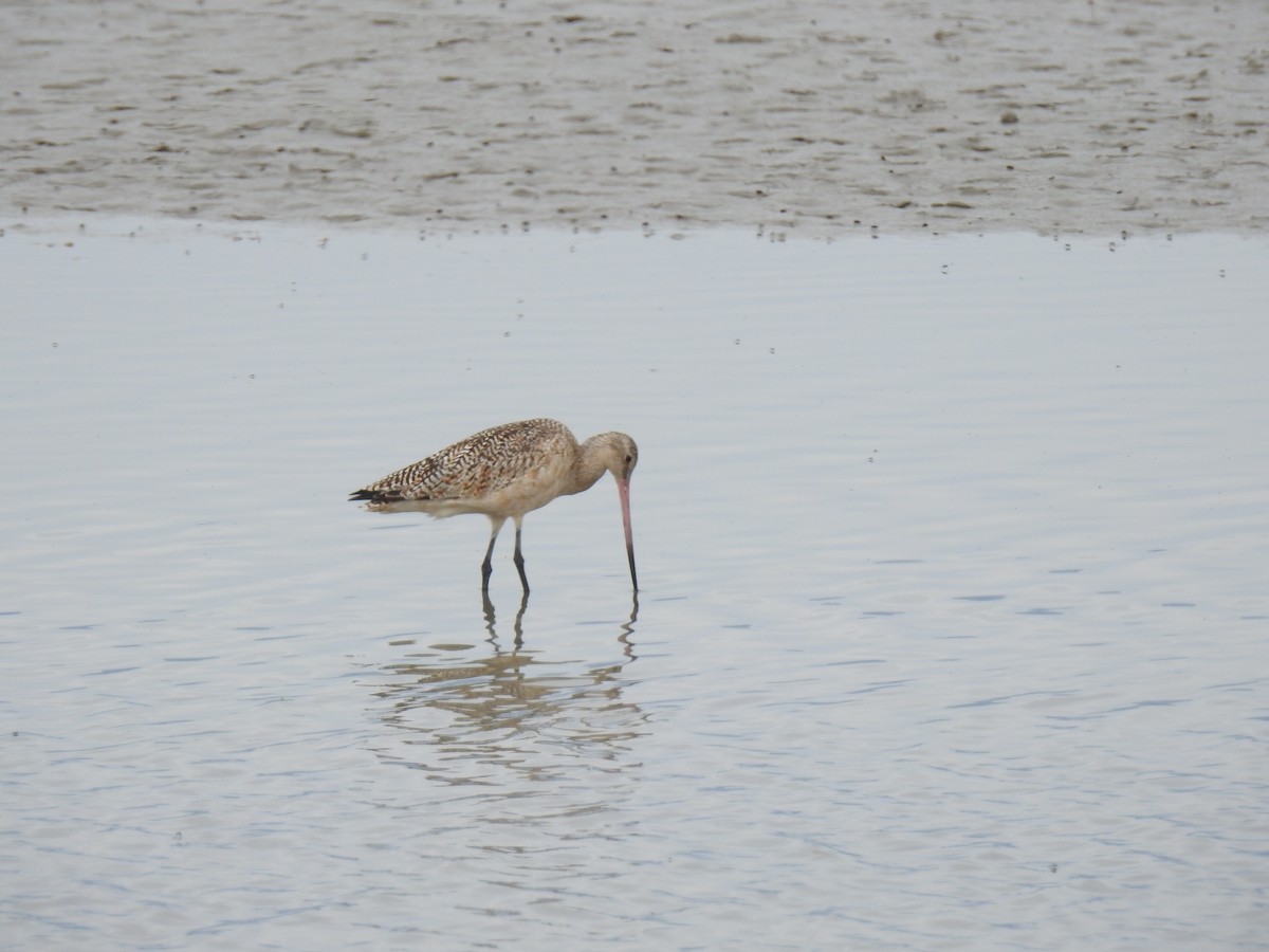 Marbled Godwit - Connie Misket