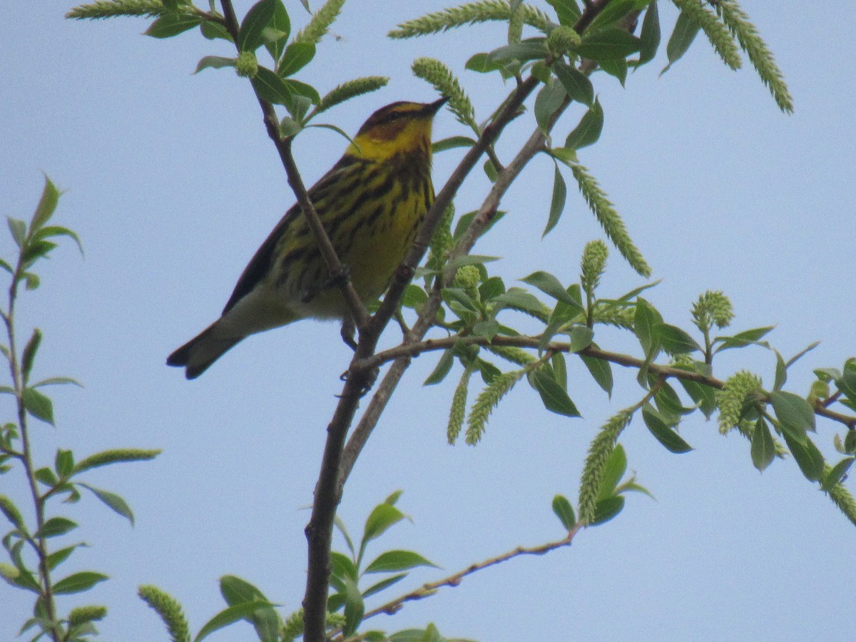 Cape May Warbler - ML98819151