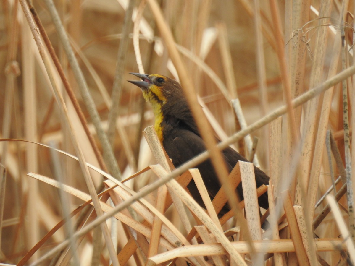 Yellow-headed Blackbird - Connie Misket