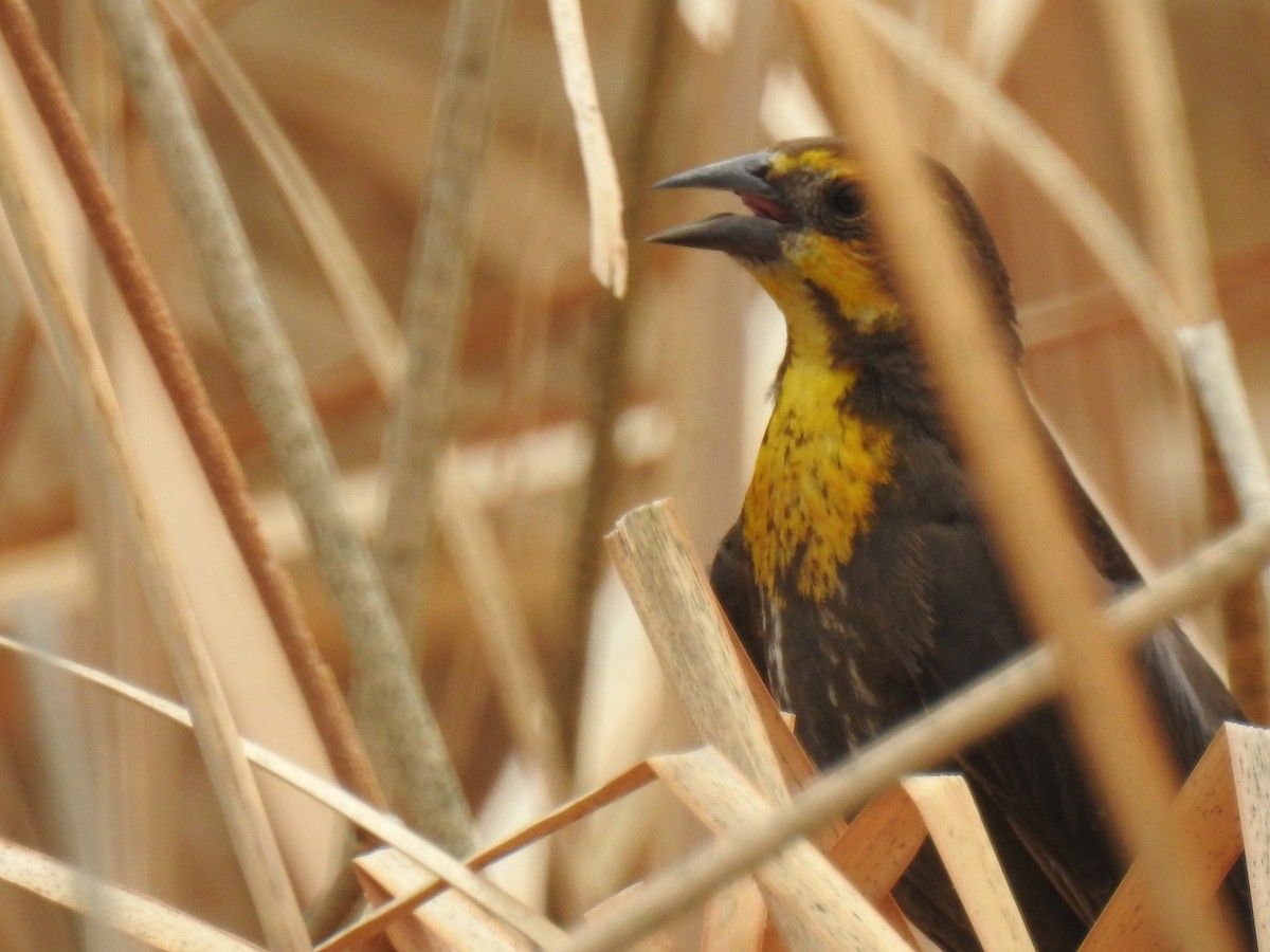 Yellow-headed Blackbird - Connie Misket