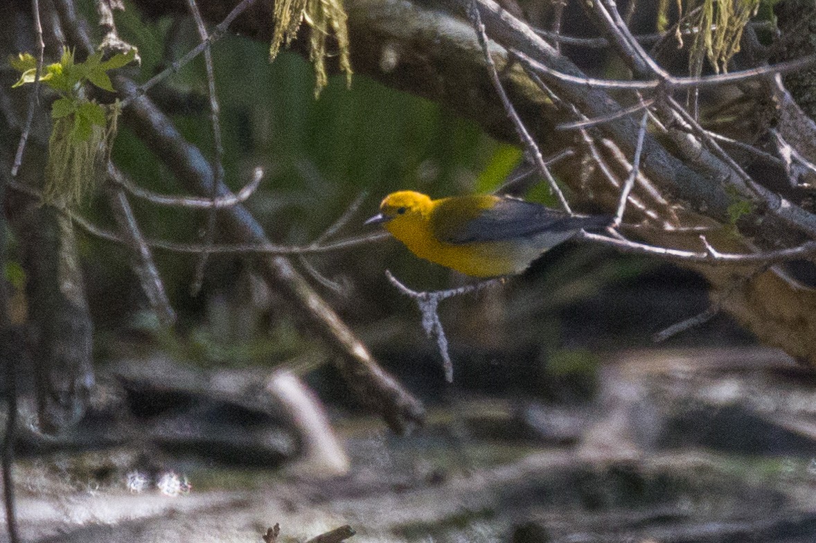 Prothonotary Warbler - Kenny Younger