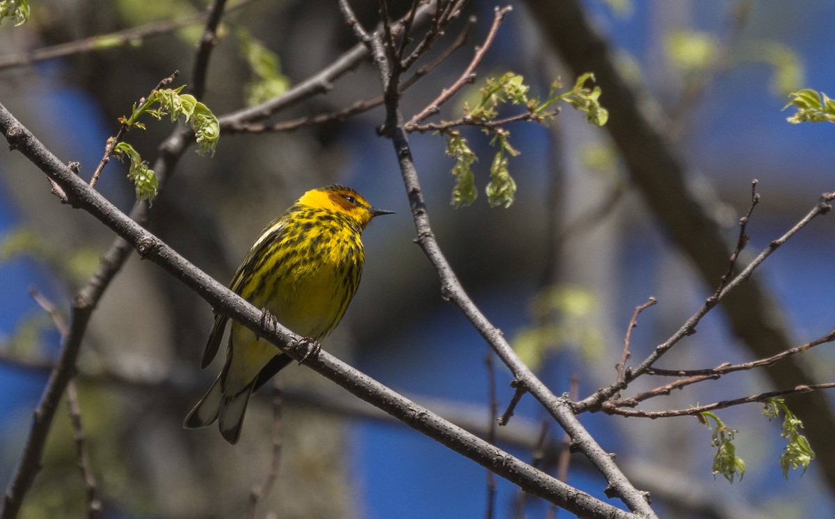 Cape May Warbler - Kenny Younger