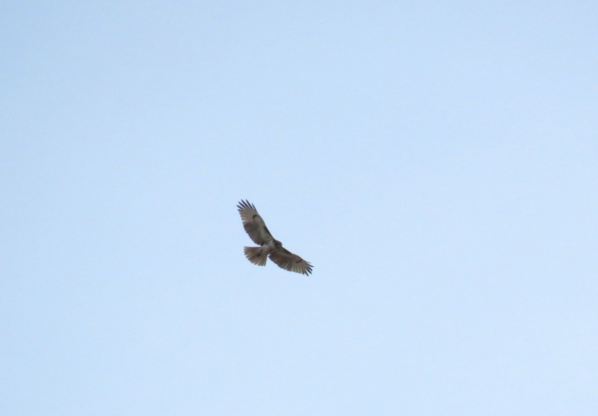 Red-tailed Hawk - ML98824631