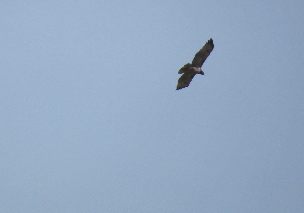 Red-tailed Hawk - ML98824641