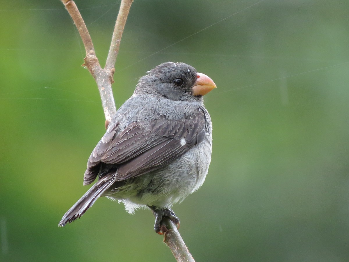 Gray Seedeater - ML98824921