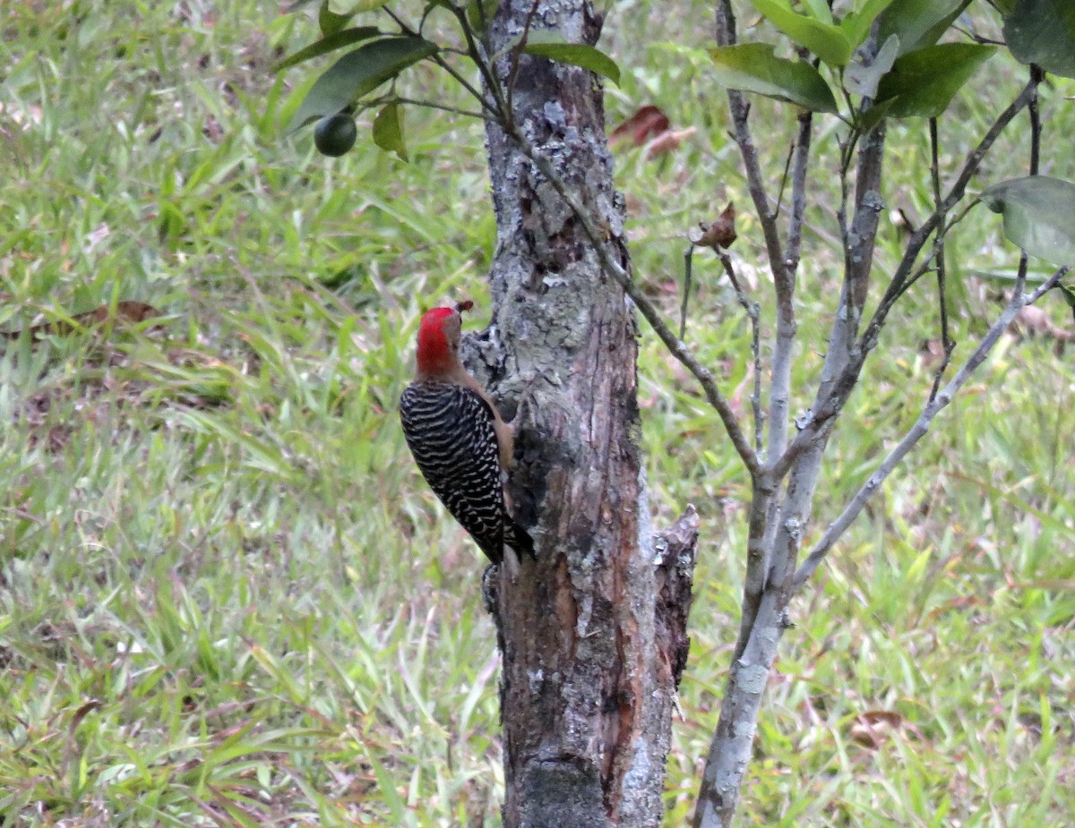 Red-crowned Woodpecker - ML98825491