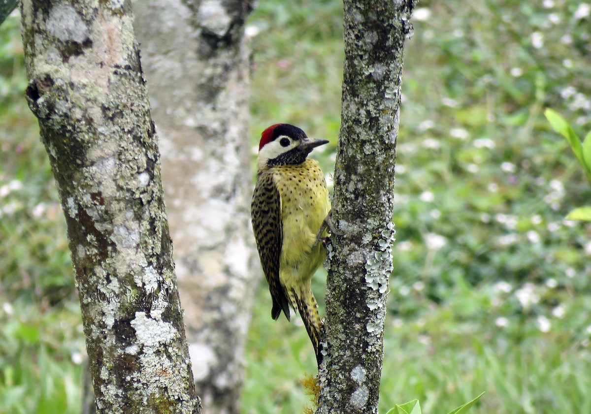 Spot-breasted Woodpecker - ML98825651