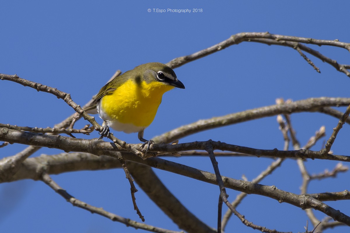 Yellow-breasted Chat - ML98826311