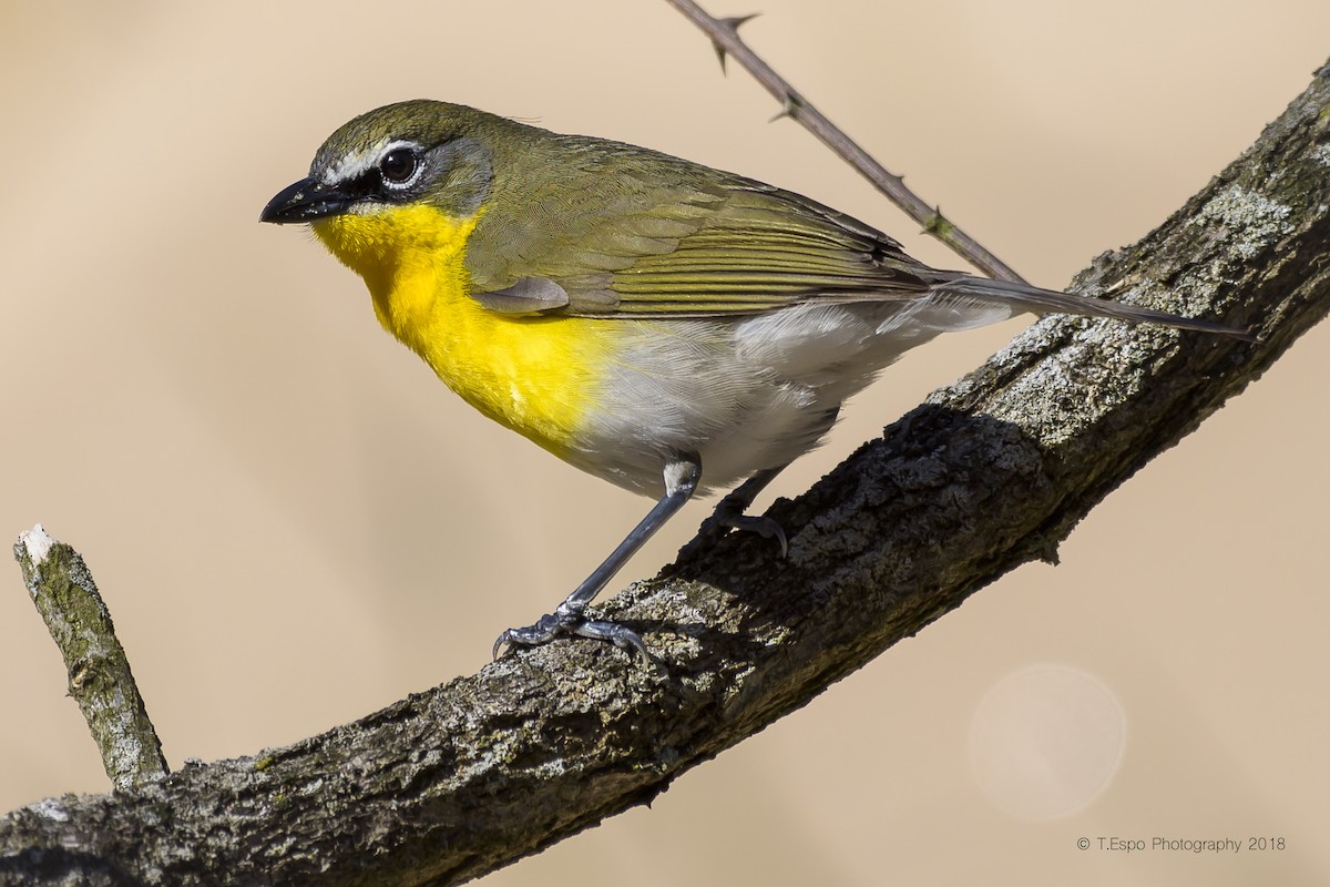 Yellow-breasted Chat - ML98826331