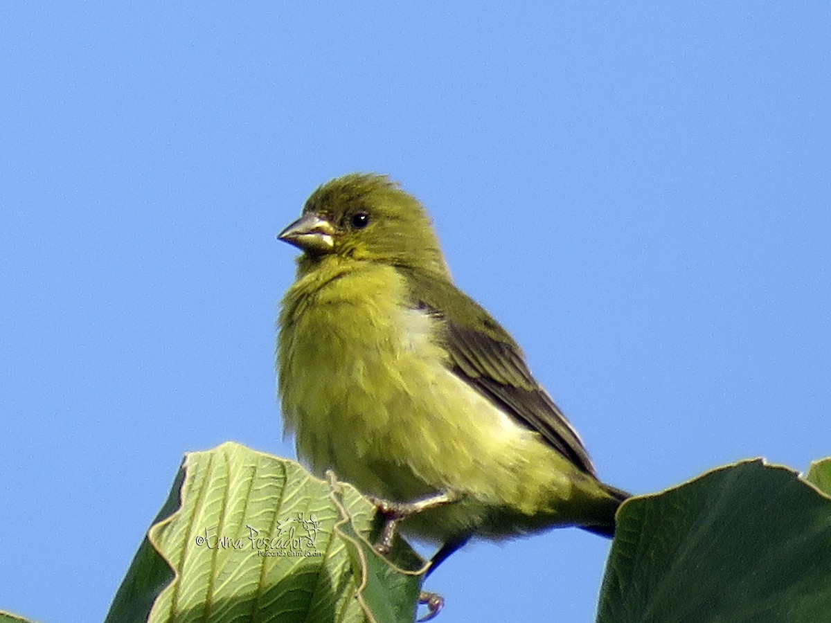 Lesser Goldfinch - Enma Pescador