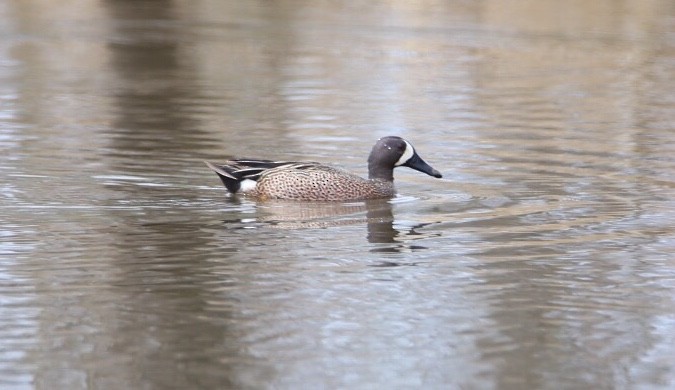 Blue-winged Teal - ML98827721