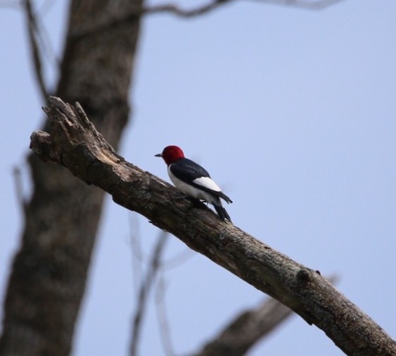 Red-headed Woodpecker - ML98828241