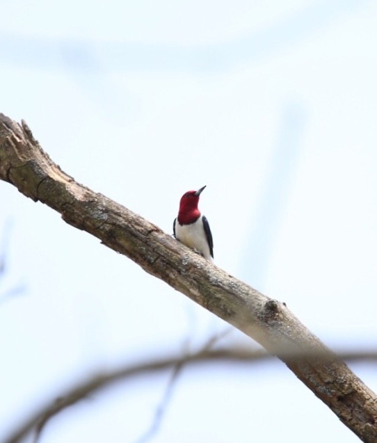 Red-headed Woodpecker - ML98828251