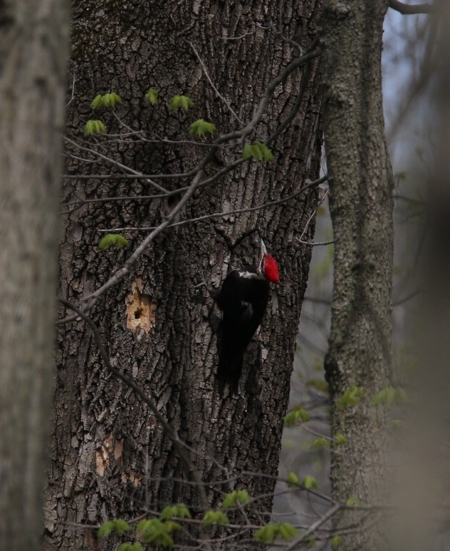 Pileated Woodpecker - ML98828341