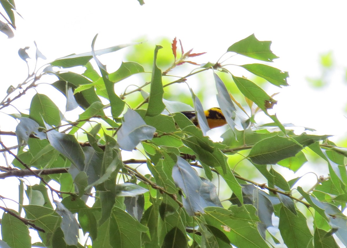 Blackburnian Warbler - Marilyn Castillo Muñoz (Kingfisher Birdwatching Nuevo León)