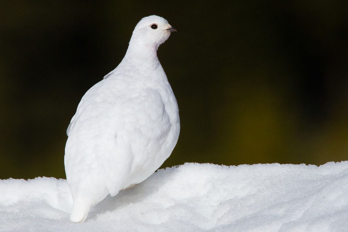 White-tailed Ptarmigan - Connor Charchuk