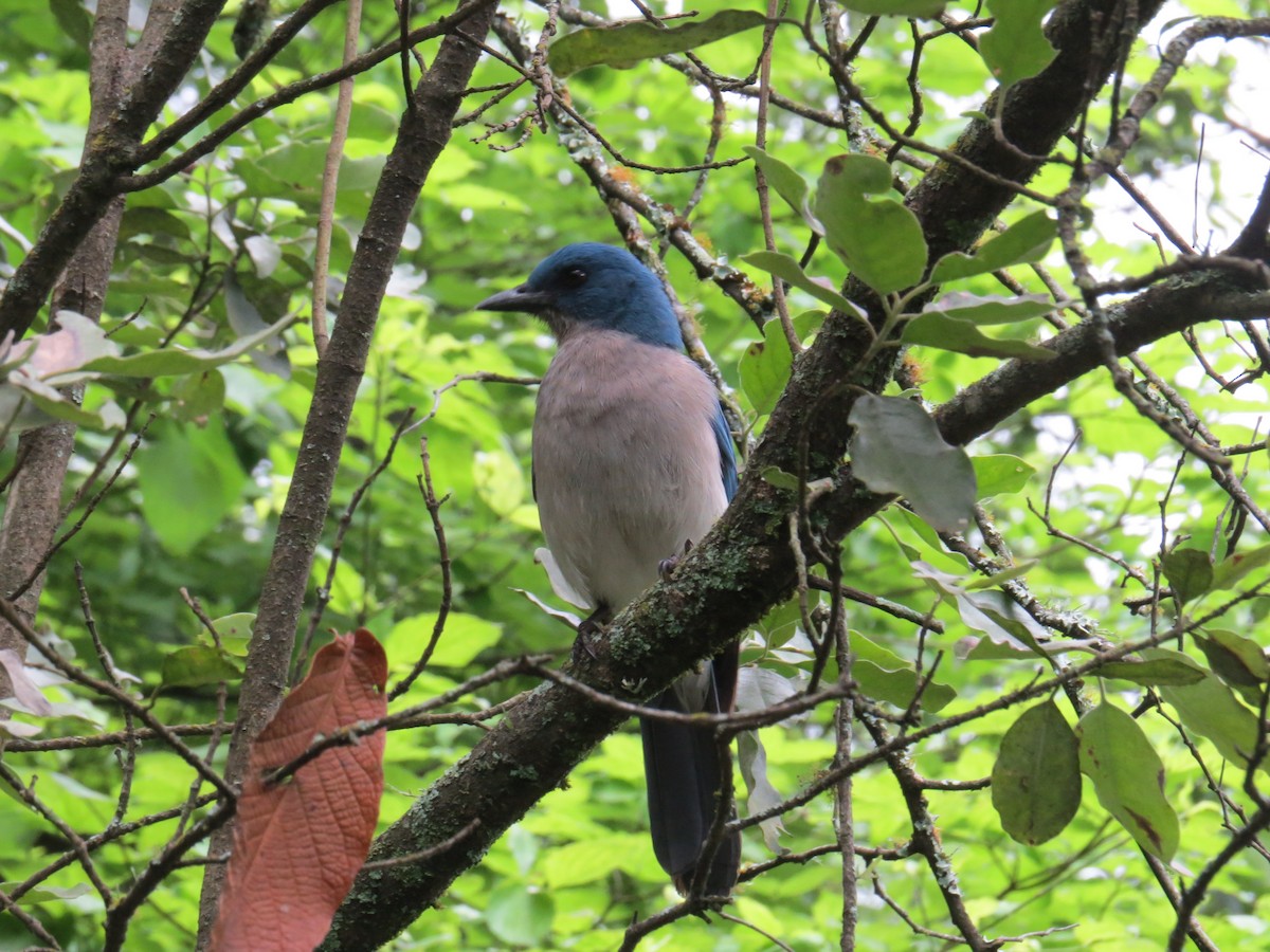 Mexican Jay - ML98829771